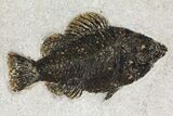 Framed Fossil Fish (Cockerellites) - Wyoming #144127-2